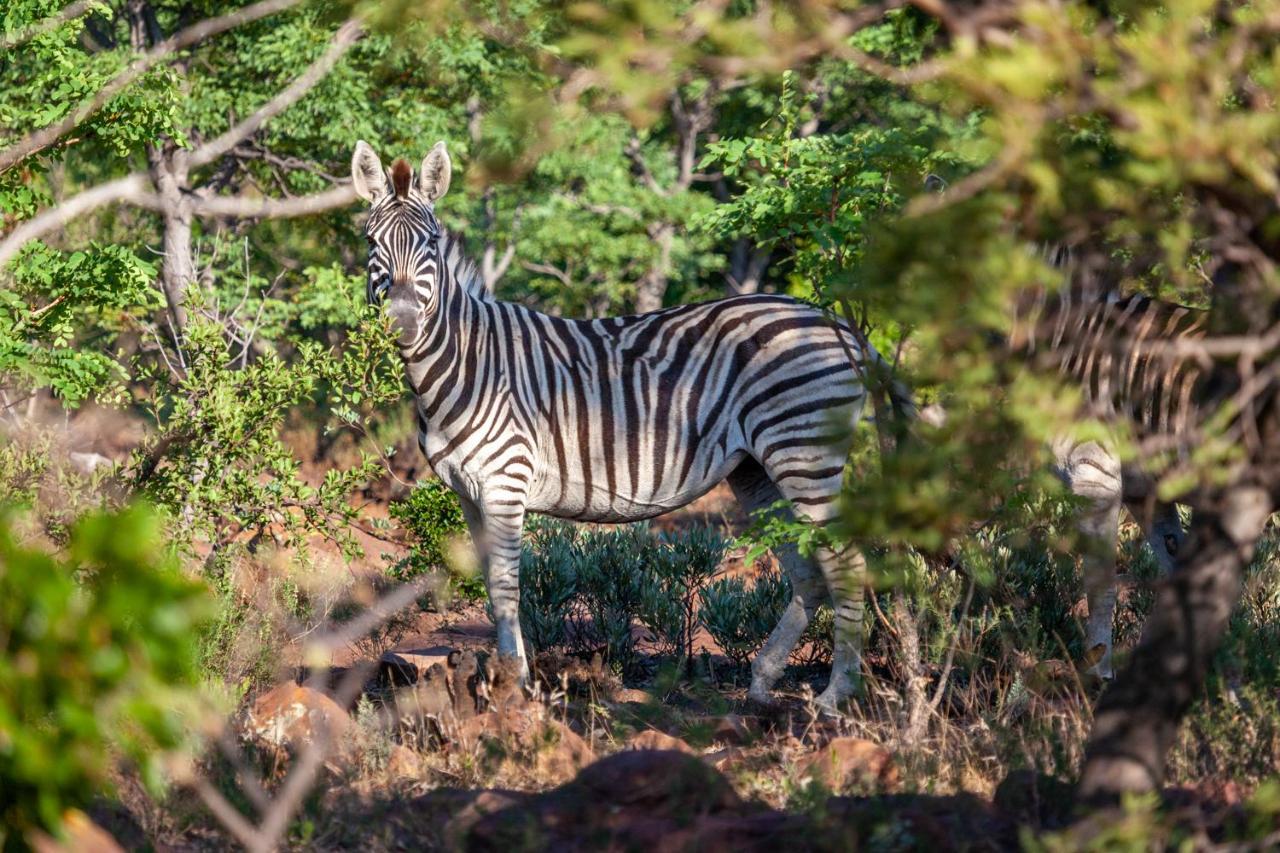 Lejwe La Metsi Private Reserve بيلا-بيلا المظهر الخارجي الصورة